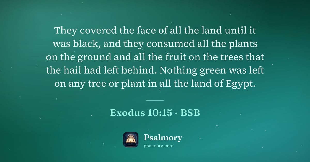 Exodus 10:15 verse artwork: They covered the face of all the land until it was black, and they consumed all the…