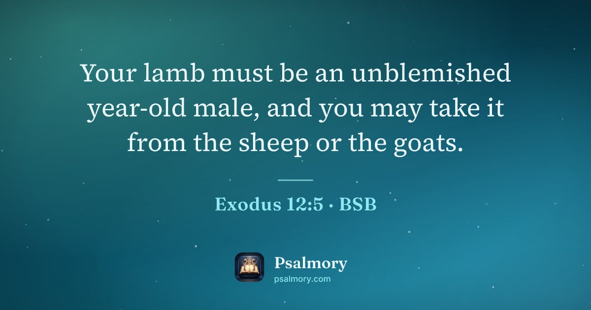 Exodus 12:5 verse artwork: Your lamb must be an unblemished year-old male, and you may take it from the sheep or…