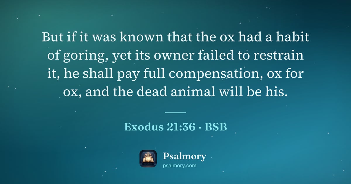 Exodus 21:36 verse artwork: But if it was known that the ox had a habit of goring, yet its owner failed to restrain…