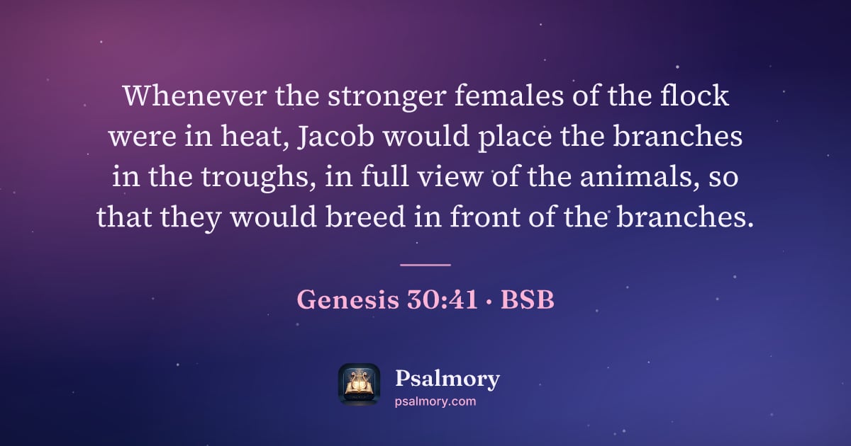 Genesis 30:41 verse artwork: Whenever the stronger females of the flock were in heat, Jacob would place the branches…