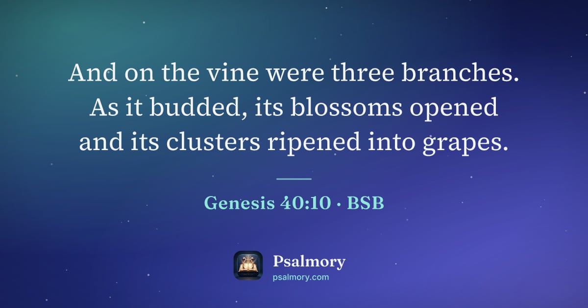 Genesis 40:10 verse artwork: And on the vine were three branches. As it budded, its blossoms opened and its clusters…