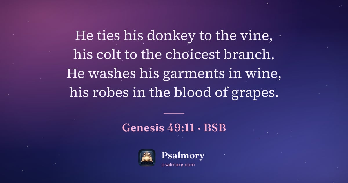 Genesis 49:11 verse artwork: He ties his donkey to the vine, his colt to the choicest branch. He washes his garments…