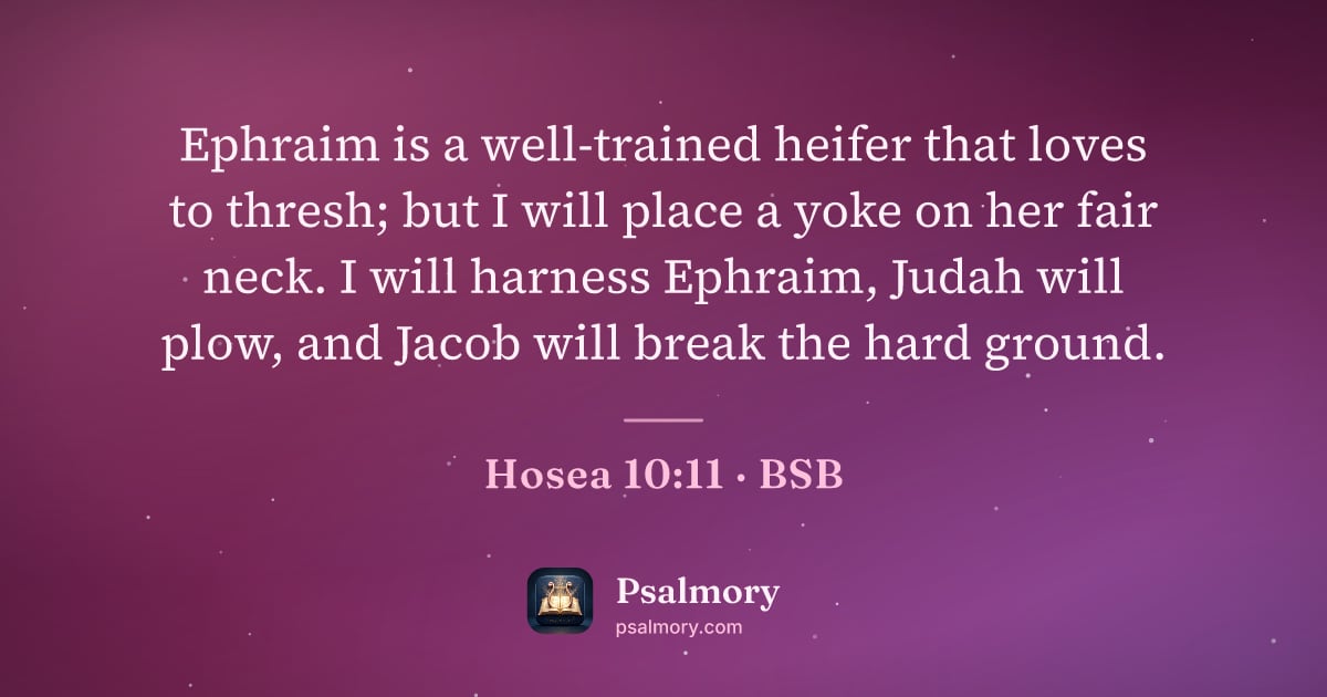 Hosea 10:11 verse artwork: Ephraim is a well-trained heifer that loves to thresh; but I will place a yoke on her…