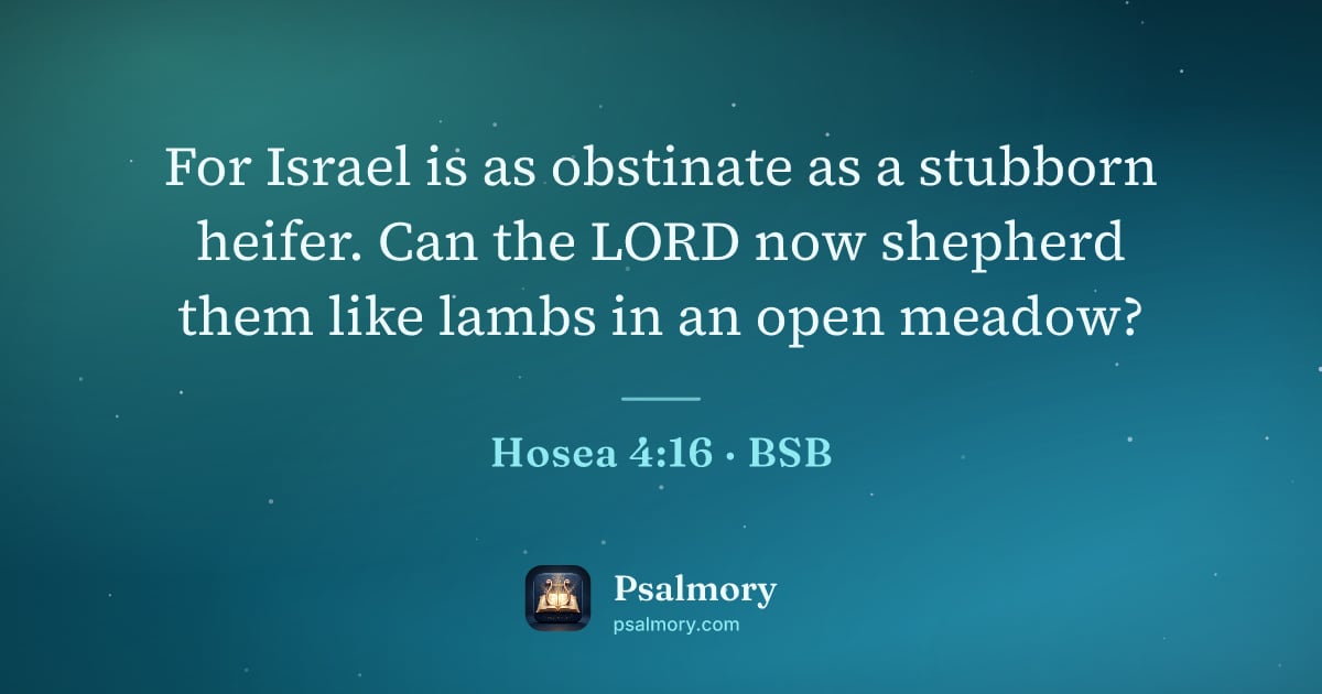 Hosea 4:16 verse artwork: For Israel is as obstinate as a stubborn heifer. Can the LORD now shepherd them like…
