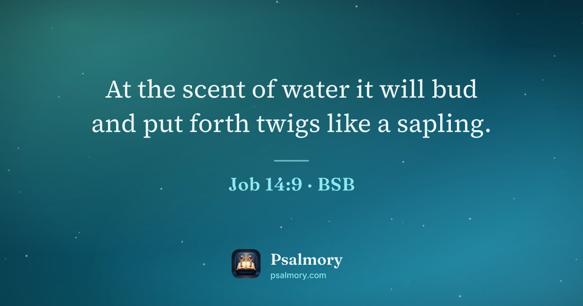 Job 14:9 verse artwork: At the scent of water it will bud and put forth twigs like a sapling.