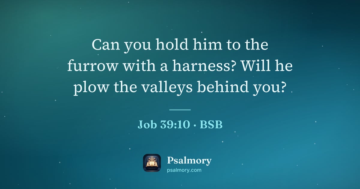 Job 39:10 verse artwork: Can you hold him to the furrow with a harness? Will he plow the valleys behind you?