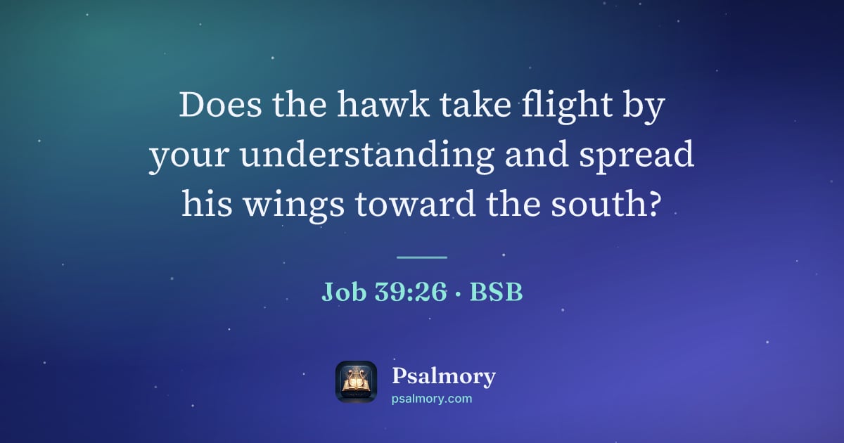 Job 39:26 verse artwork: Does the hawk take flight by your understanding and spread his wings toward the south?