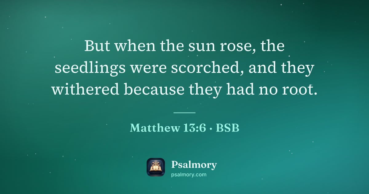 Matthew 13:6 verse artwork: But when the sun rose, the seedlings were scorched, and they withered because they had…