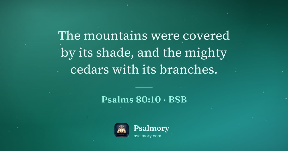 Psalm 80:10 verse artwork: The mountains were covered by its shade, and the mighty cedars with its branches.