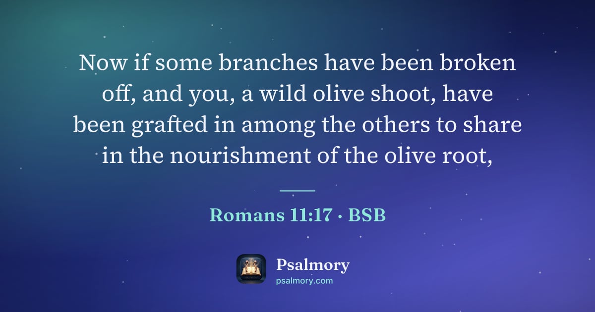 Romans 11:17 verse artwork: Now if some branches have been broken off, and you, a wild olive shoot, have been…