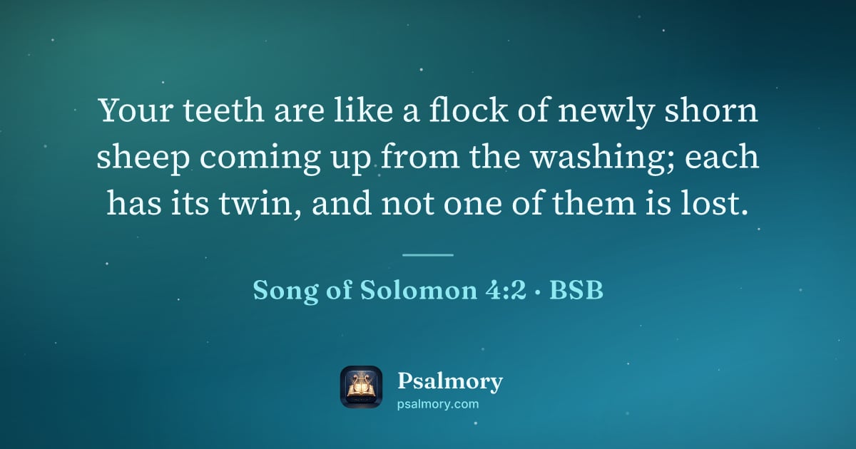 Song of Solomon 4:2 verse artwork: Your teeth are like a flock of newly shorn sheep coming up from the washing; each has…